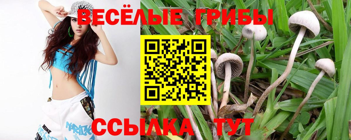 Псилоцибиновые грибы Magic Shrooms  Вход с VPN  сколько стоит  Архангельск  Галлюциногенные грибы Psilocybe 